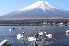 MÙA ĐÔNG NHẬT BẢN  CUNG ĐƯỜNG VÀNG TOKYO - OSAKA 2027