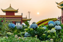 DU XUÂN ĐÀ LẠT HAPPY HILL - THE FLOREST HOA TRONG RỪNG CẦU ĐẤT NGẮM HOA ĐÀO