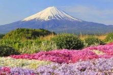 DU LỊCH NHẬT BẢN MÙA THU TOKYO – FUJI – KYOTO - OSAKA
