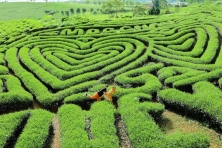 [MỘC CHÂU 3N2Đ] Mùa Thu Chiêm Ngưỡng Hoa Cải Trắng Thung Lũng Nà Ka  Cầu Kính Bạch Long