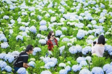 [TẾT 2025 TỐI MÙNG 3 ] Du Xuân Đà Lạt | Ninh Chữ | Vườn Ánh Sáng Lumiere | Đảo Bình Hưng | Vịnh Đá Vách Sâu