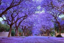 [ĐÀ LẠT 3N3Đ] Mùa Hoa Phượng Tím | Cánh Đồng Hoa Lavender Tháng 3 & Tháng 4