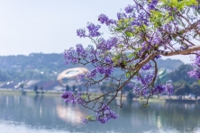 [ĐÀ LẠT 3N3Đ] Mùa Hoa Phượng Tím | Cánh Đồng Hoa Lavender Tháng 3 & Tháng 4