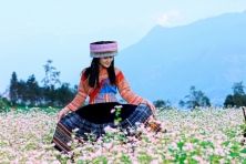 Mùa Thu Ngắm Cánh Đồng Hoa Tam Giác Mạch - Trải Nghiệm Sông Nho Quế