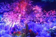 [TẾT 2025 TỐI MÙNG 3 ] Du Xuân Đà Lạt | Ninh Chữ | Vườn Ánh Sáng Lumiere | Đảo Bình Hưng | Vịnh Đá Vách Sâu