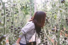 [ĐÀ LẠT 3N3Đ] Ngắm Nhìn Mùa Hoa Lavender Tím Cả Cánh Đồng
