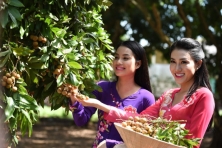[BẠC LIÊU 2N2Đ] Khám Phá Vườn Nhãn Trăm Tuổi | Cánh Đồng Quạt Gió