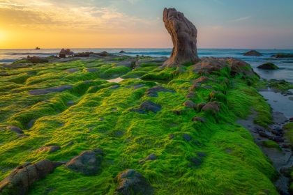 ALLA GROUP