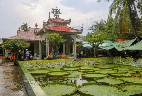 [AN GIANG 1N1Đ] Khám Phá Chùa Lá Sen Vua | Rừng Tràm Trà Sư