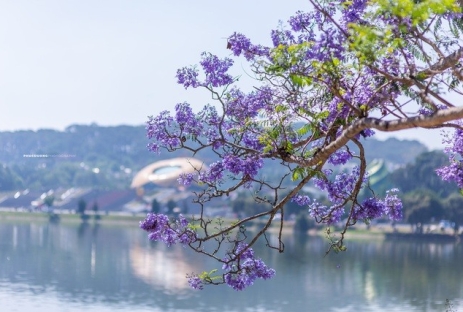 [ĐÀ LẠT 3N3Đ] Mùa Hoa Phượng Tím | Cánh Đồng Hoa Lavender Tháng 3 & Tháng 4